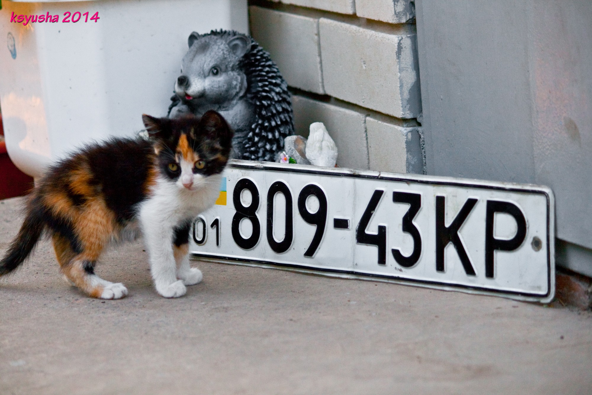 01 809-43 KP, License plate without vehicle 